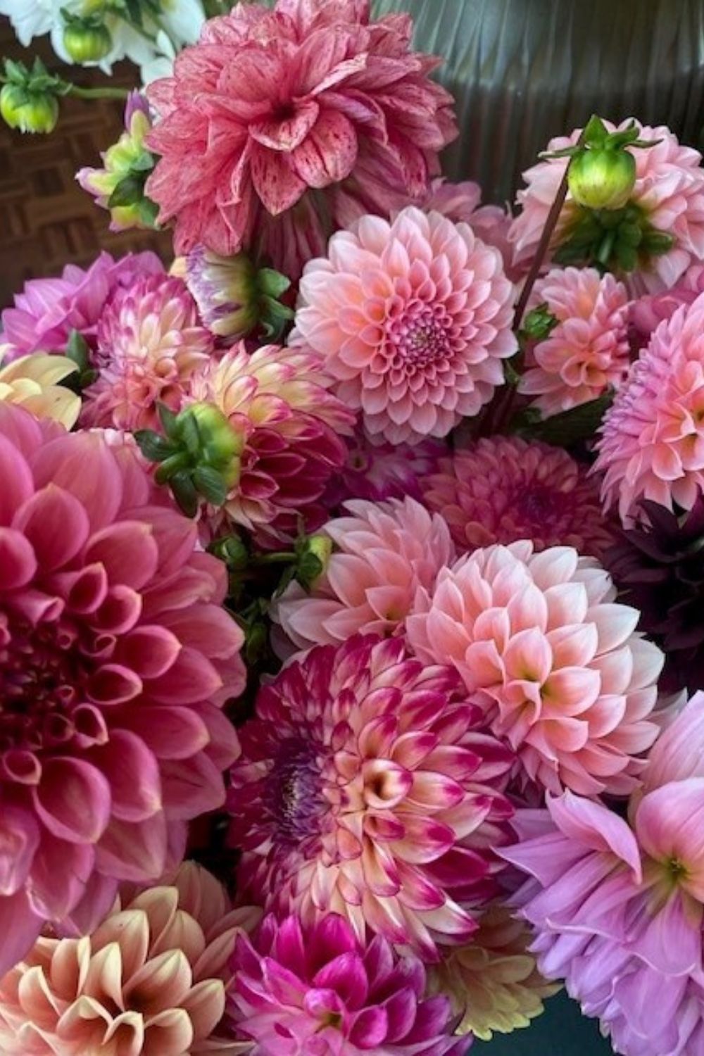 Dahlia Tuber - Pre Sale Notification